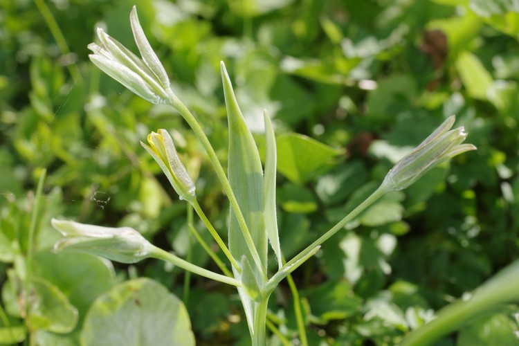 Gagea lutea.