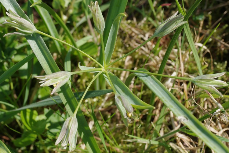 Gagea lutea.