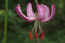 Lilium martagon