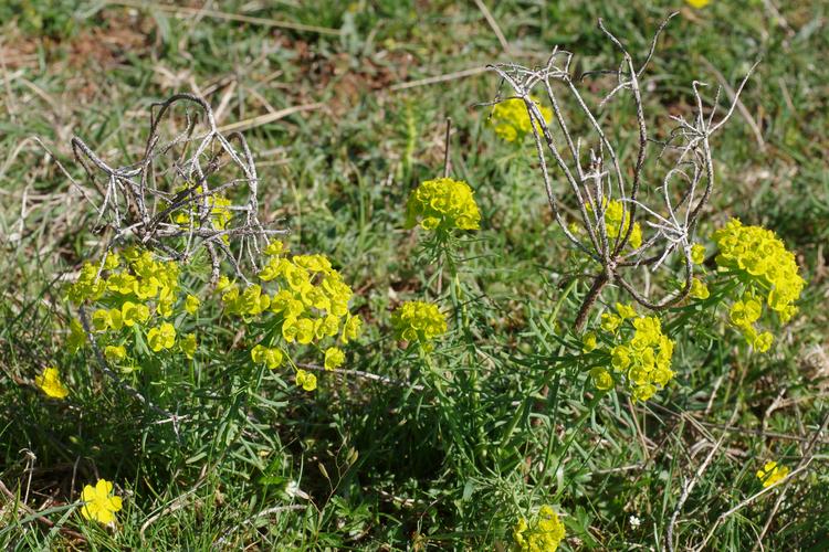 Euphorbia cyparissias.