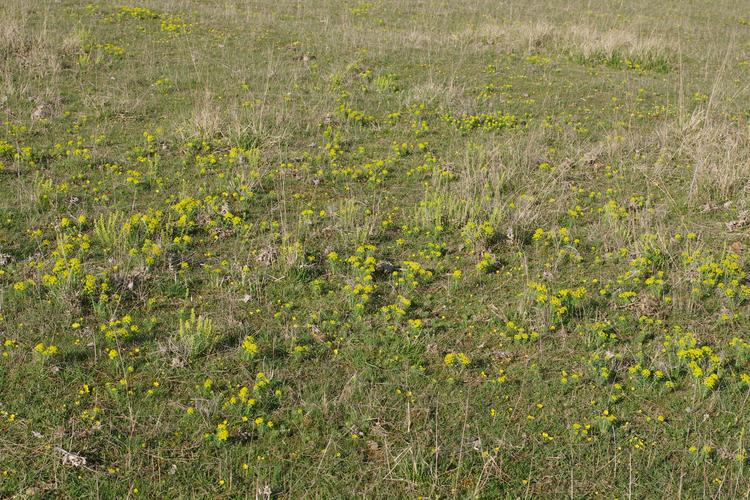 Euphorbia cyparissias.