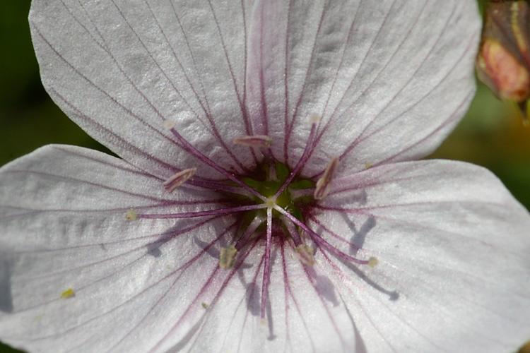 Linum tenuifolium.