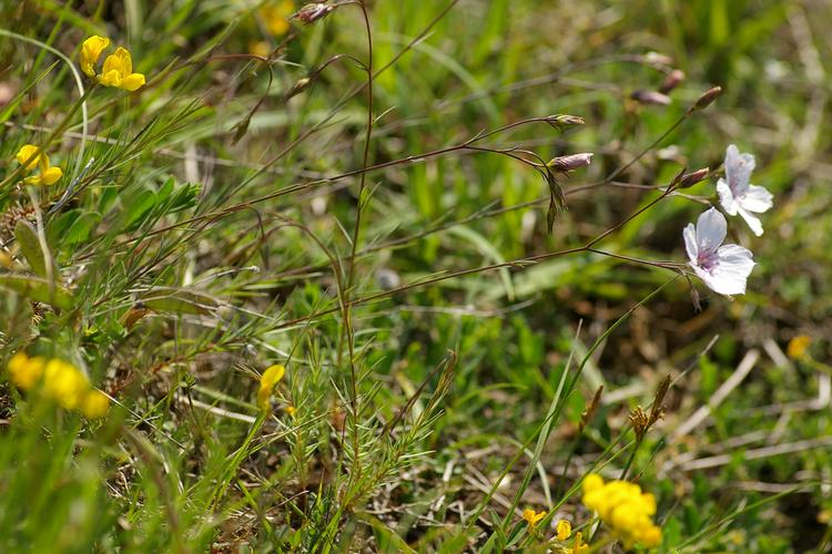 Linum tenuifolium.