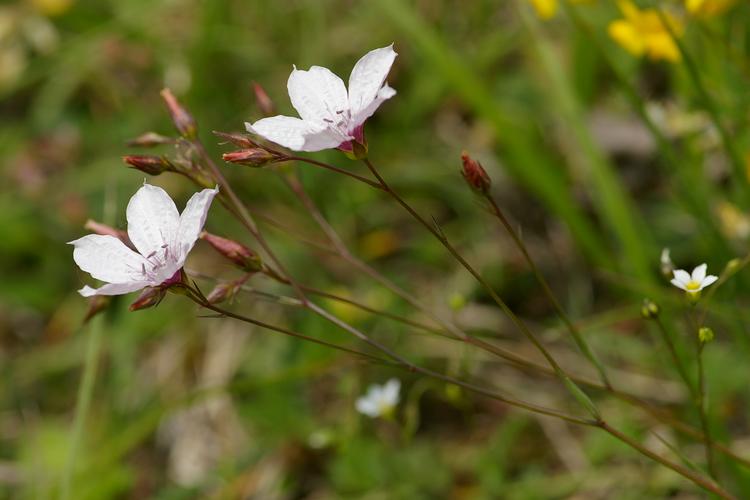 Linum tenuifolium.