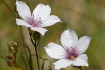 Linum tenuifolium.