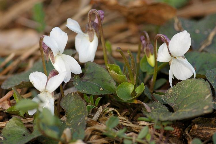 Viola alba.