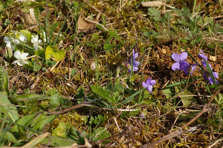 Viola alba.