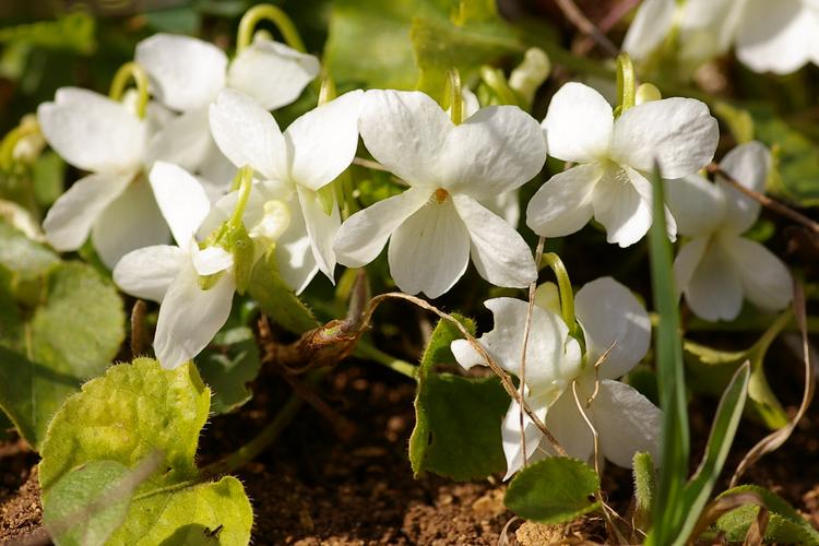 Viola alba.