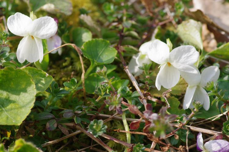 Viola alba.