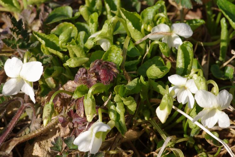 Viola alba.