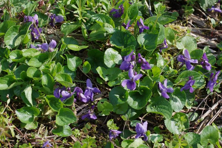 Viola odorata.