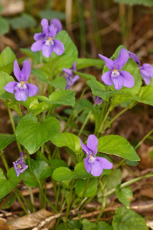 Viola reichenbachiana.