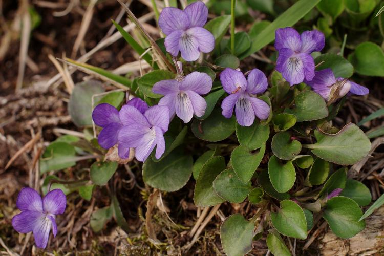 Viola rupestris.