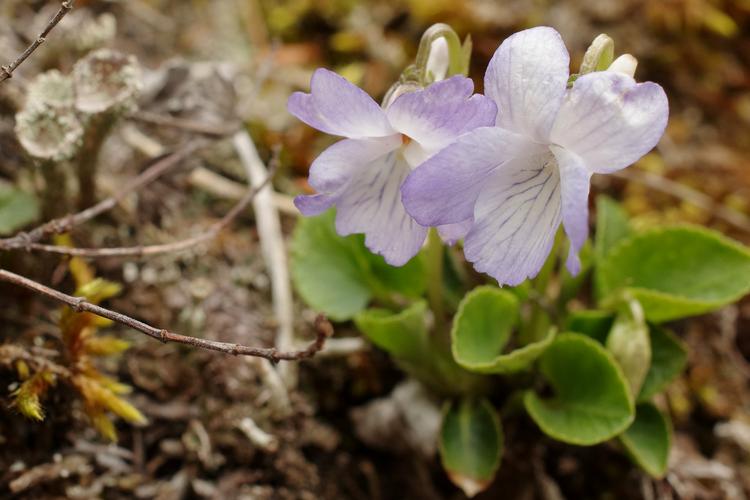 Viola rupestris.