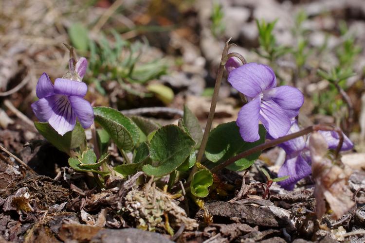 Viola rupestris.