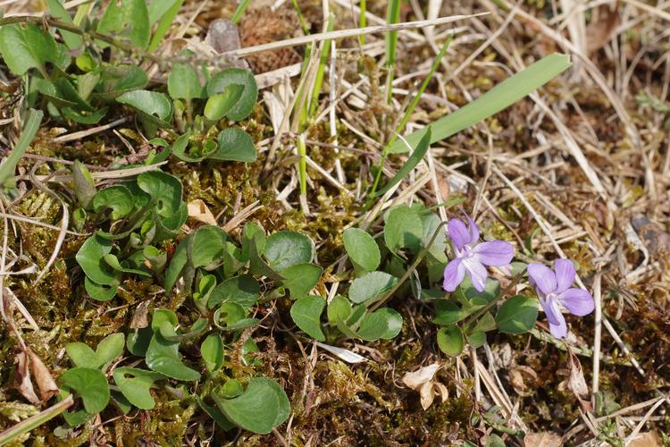 Viola rupestris.