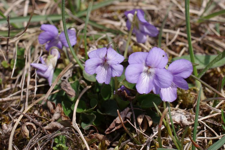 Viola rupestris.