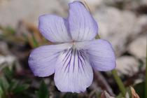 Viola rupestris