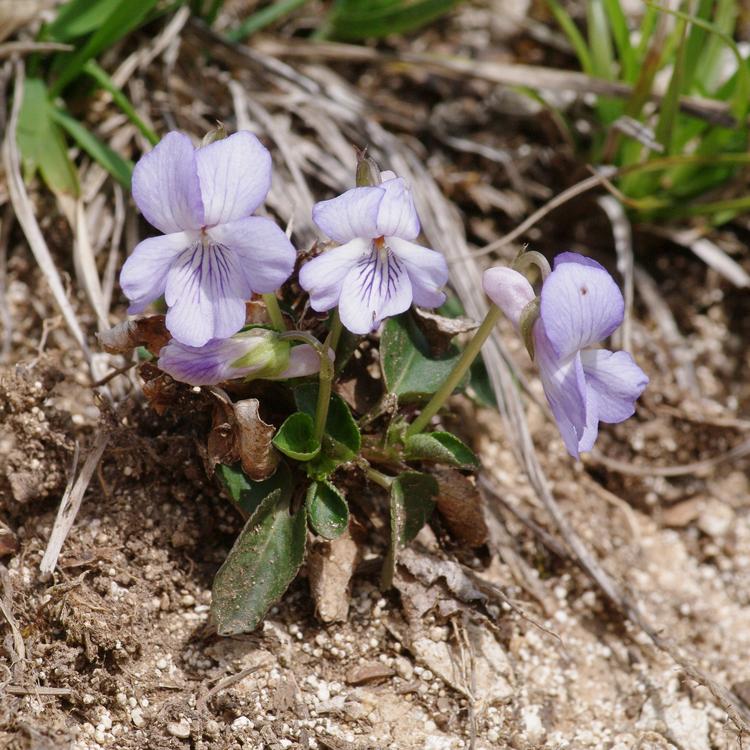 Viola rupestris.