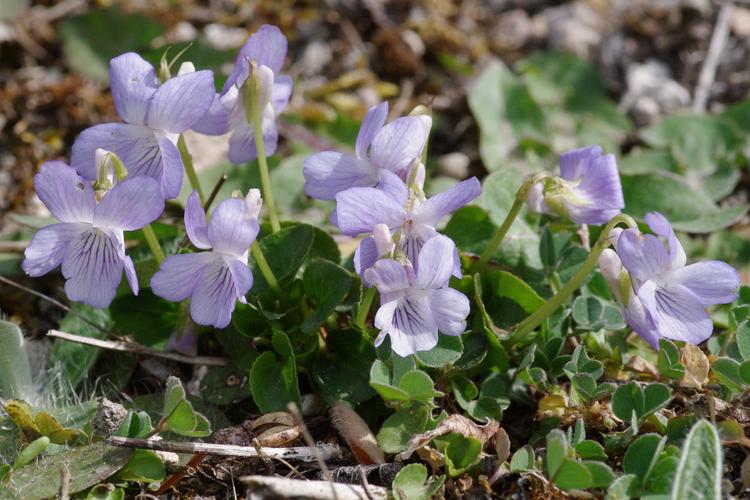 Viola rupestris.