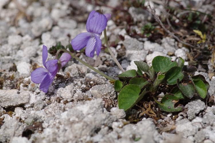 Viola rupestris.