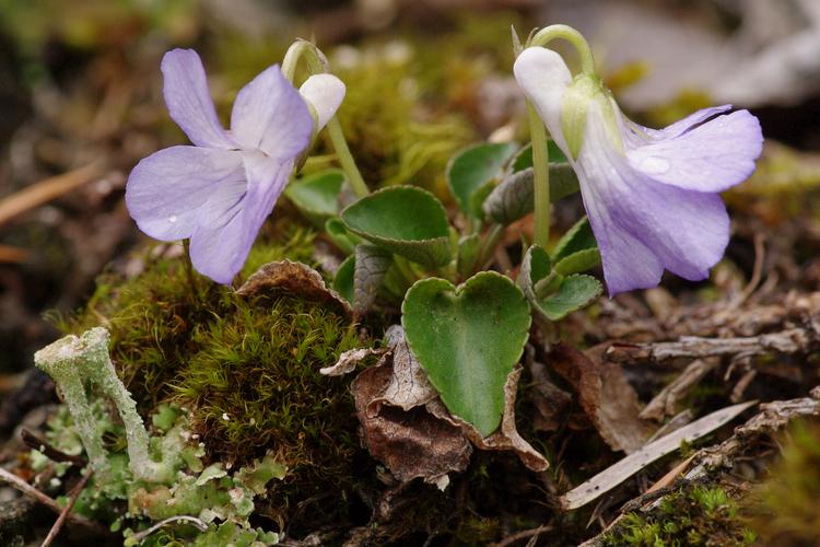 Viola rupestris.