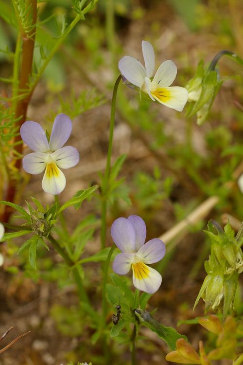 Viola tricolor.