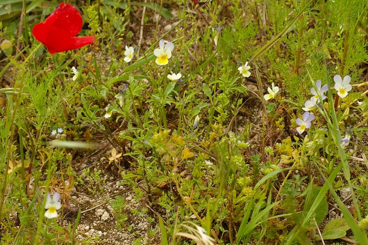 Viola tricolor.