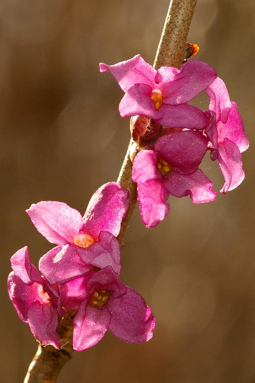 Daphne mezereum.