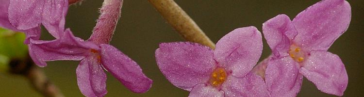 Daphne mezereum.