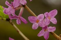 Daphne mezereum