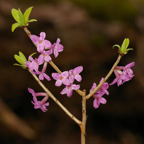 Daphne mezereum.