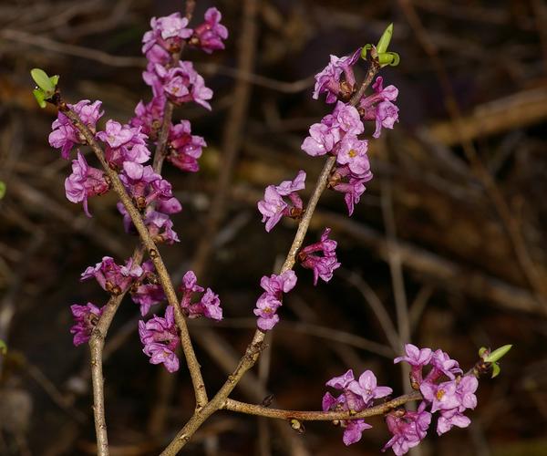 Daphne mezereum.