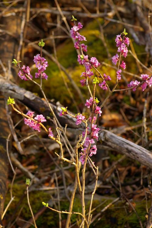 Daphne mezereum.