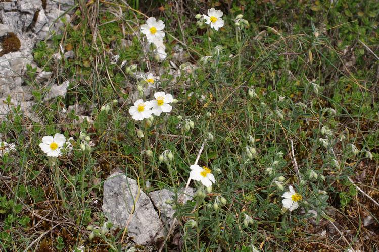 Helianthemum apenninum.