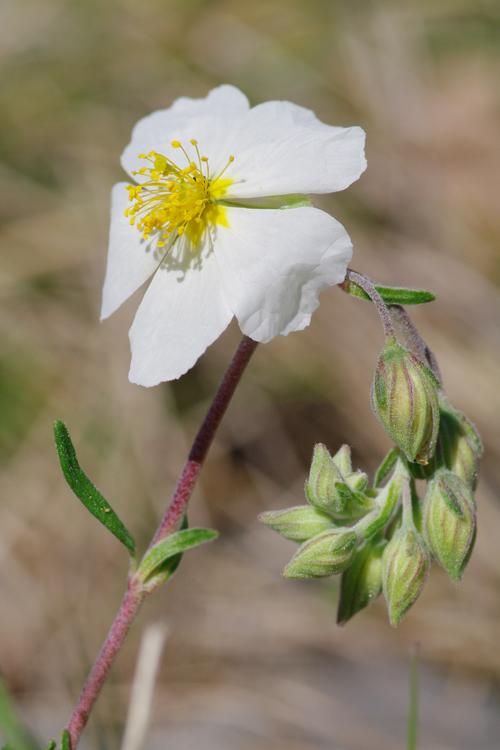 Helianthemum apenninum.