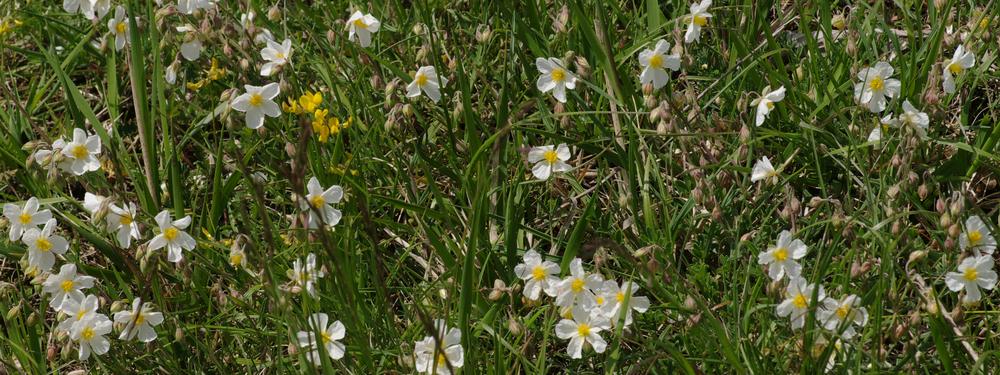 Helianthemum apenninum.