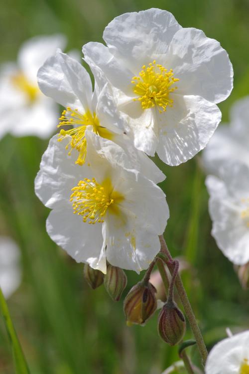 Helianthemum apenninum.