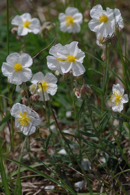 Helianthemum apenninum.