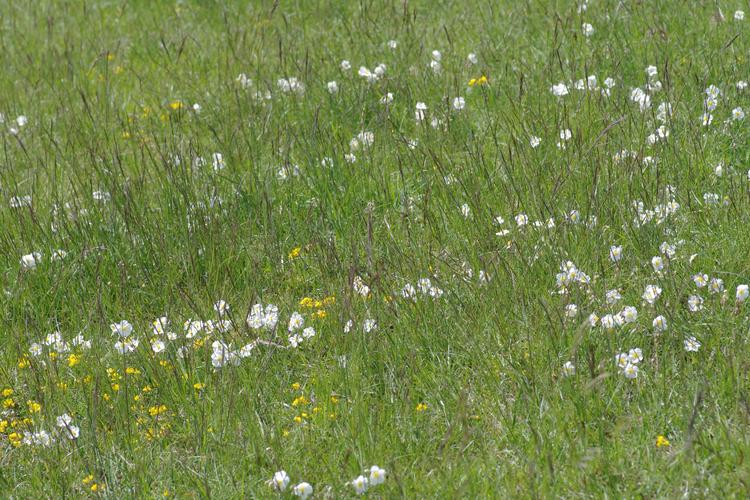 Helianthemum apenninum.