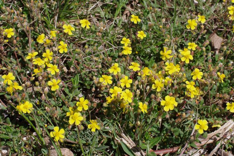 Helianthemum canum.