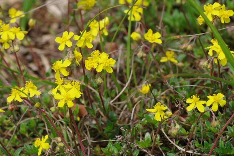 Helianthemum canum.