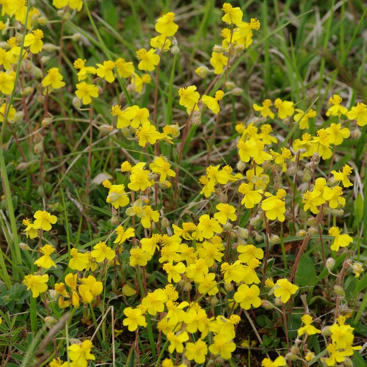 Helianthemum canum.