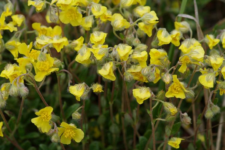 Helianthemum canum.