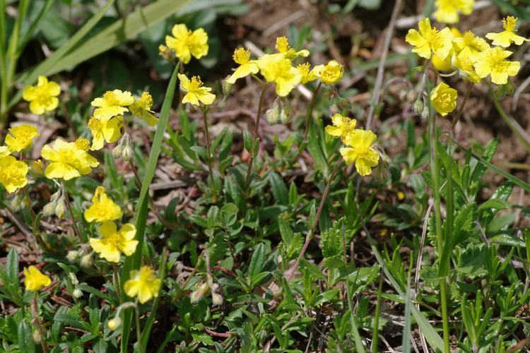 Helianthemum canum.