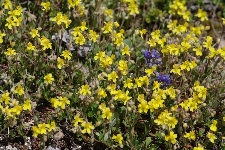 Helianthemum canum.