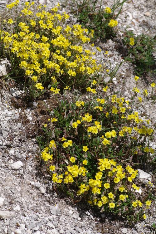 Helianthemum canum.