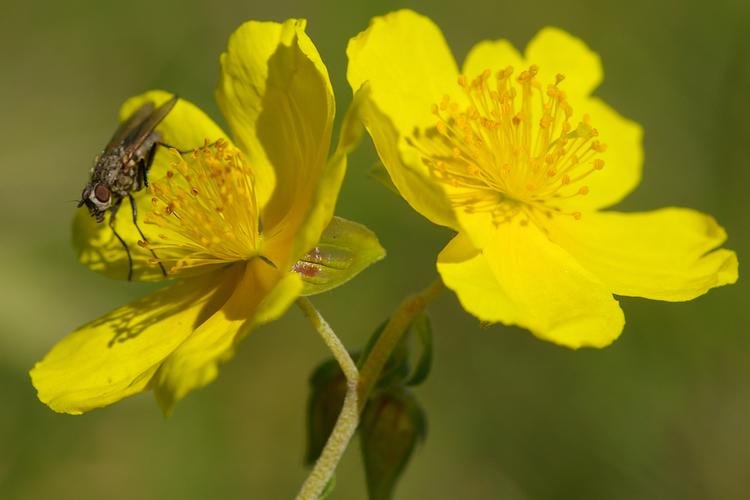 Helianthemum nummularium.