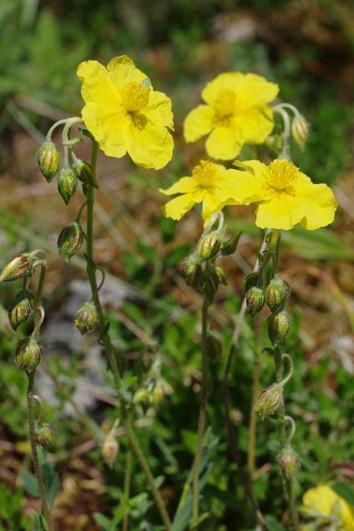 Helianthemum nummularium.