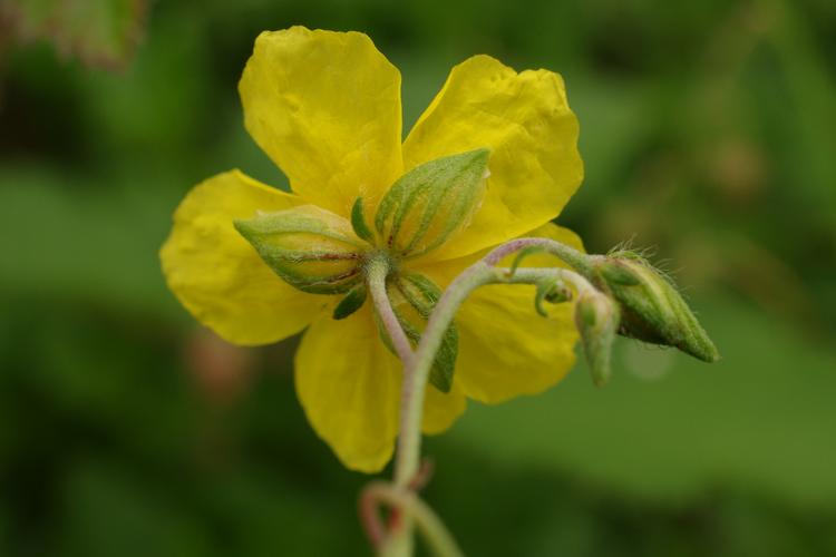 Helianthemum nummularium.